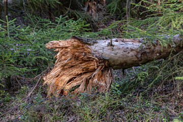 tree broken by a storm in the forest