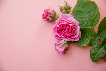 Fototapeta premium rose on a pink background