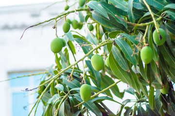 Closeup of Mangoes hanging on mango tree, mango farm. Mangifera indica.
