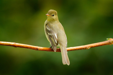 Mountain Elaenia, Elaenia frantzii, passerine bird in the tyrant flycatcher family. It breeds in...