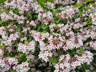 pink and white flowers