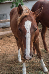 Portrait of a beautiful brown horse. Horse farm.