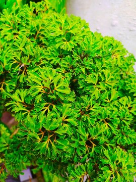 Texture background of Polyscias fruticosa or Ming aralia. Green foliage background. The leaves are of a dark green pigment, glossy in texture, and are tripinnate and appear divided.