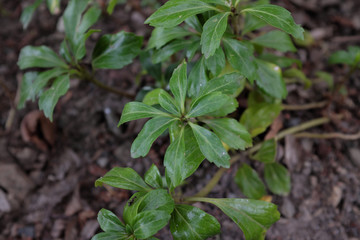 Pachysandra terminalis (Green Carpet), outdoor plants 2020