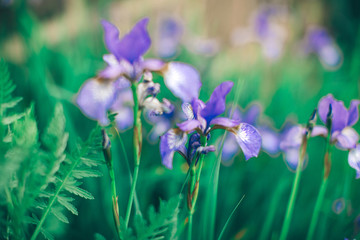 purple flowers in spring