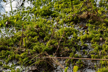 moss and dry grass in the water on the edge of a swamp in the forest