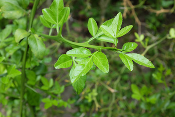 Fototapeta na wymiar Poncirus trifoliata (Rutaceae), outdoor plants 2020