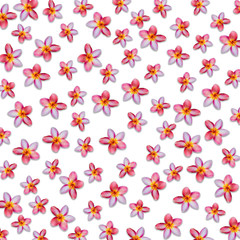 Creative pink plumeria flowers isolated on white background. Plumeria frangipani flower.