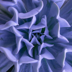 purple plant purple leafs