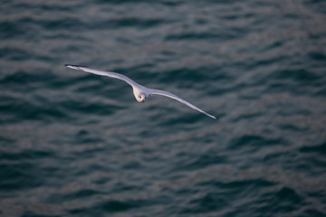 Black-headed Gull flying straight ahead.