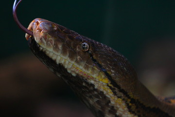 Yellow anaconda or anaconda gialla close-up. South America, Brazil, Amazon, Snake.