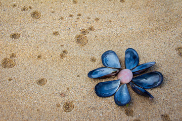 Fototapeta na wymiar Sea leaflet design - blue shells on golden sand