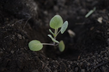 Spring shoots of young plants-seeds, seedlings.
Plants are planted in the ground.