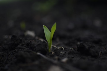 Spring shoots of young plants-seeds, seedlings.
Plants are planted in the ground.
