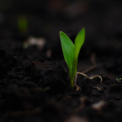 Spring shoots of young plants-seeds, seedlings.
Plants are planted in the ground.