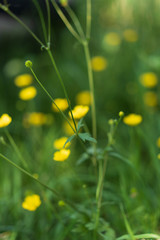 Obraz premium Die Schönheit der Natur