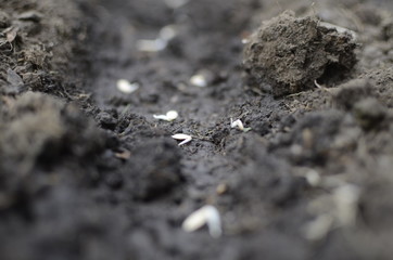 Spring shoots of young plants-seeds, seedlings.
Plants are planted in the ground.