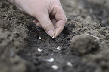 Spring shoots of young plants-seeds, seedlings.
Plants are planted in the ground.