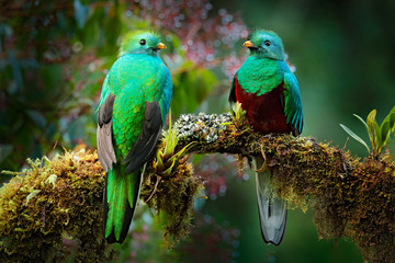 Quetzal, Pharomachrus mocinno, from  nature Costa Rica with green forest. Magnificent sacred mistic...