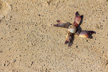 Sea objects on wet sand, copyspace background