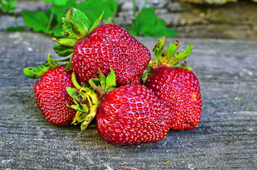 Ripe berries of strawberry directly from a bed to a table. Harvesting of strawberry on a plantation.