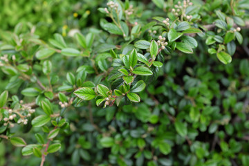 Fototapeta na wymiar Cotoneaster dammerii Schneid. (Rosaceae), outdoor plants 2020