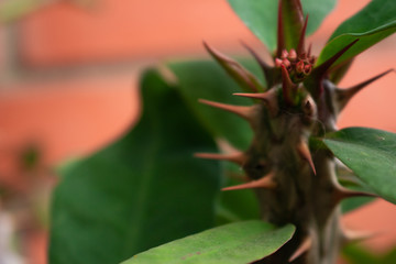 Obraz premium plant spikes