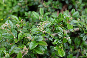 Fototapeta na wymiar Cotoneaster dammerii Schneid. (Rosaceae), outdoor plants 2020