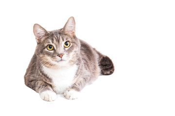 Grey striped cat on white background. Isolated on white. Tabby cat