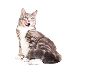 Grey striped cat on white background. Isolated on white. Tabby cat