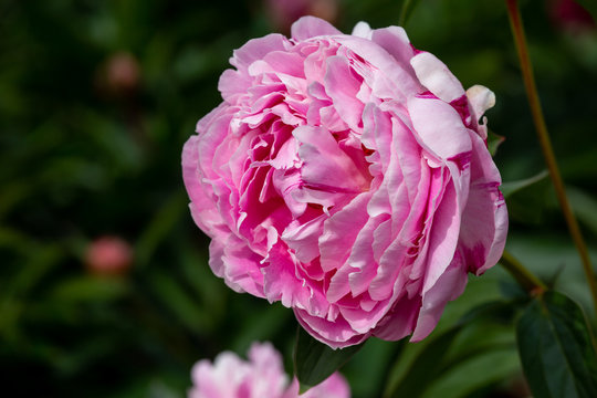 Close-up of a peony blossom with rosy and pink petals and blurry green background - paeonia