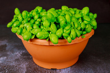 Pot with fresh basil on dark background.