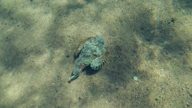 Slow motion of Reef Stonefish, Synanceia verrucosa slowly swims over pebble bottom on shallow water, High-angle shot, Diagonal movement, Follow shot, Red Sea, Egypt