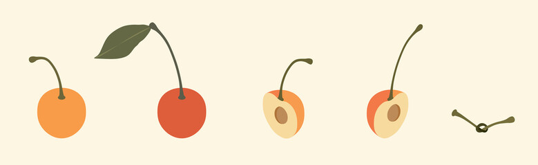 Rainier Cherry Fruit Whole Half and Cut Simple Vector Set. Cherry Stem Tied in Knot  © KL