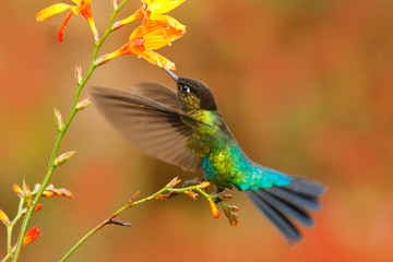 Fiery-throated Hummingbird, Panterpe insignis, shiny colorful bird in flight, sucking nectar from bloom. Wildlife flight action scene from tropical forest. Mountain bright animal from Panama.
