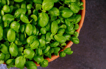 Green basil leaf plant in pot. Top view.