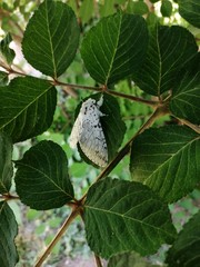 NIGHTBUTTETFLY = N U N