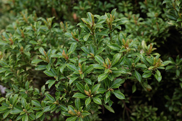 Pieris japonica (Thunb.) D. Don (Ericaceae), outdoor plants 2020