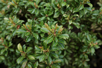 Naklejka na ściany i meble Pieris japonica (Thunb.) D. Don (Ericaceae), outdoor plants 2020