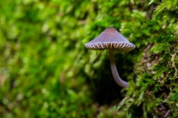 Mushroom, background green moss in natural habitat.