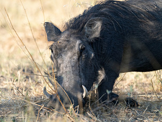Closeup of a Common Warthog (Phacochoerus africanus) on its knees while searching for food, Namibia
