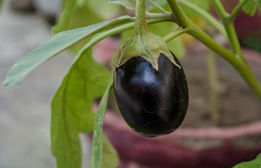 Eggplant in the garden. Fresh organic purple eggplant growing in the soil. Solanum melongena
