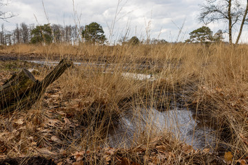 Fototapeta premium North Moor Elspeet Netherlands 