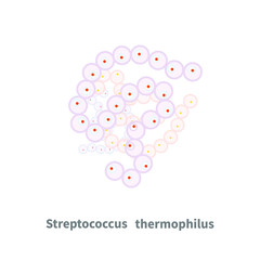 Streptococcus thermophilus probiotics on white