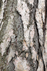 Pinus nigra Arnold, outdoor plants 2020