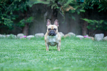 Bouledogue francese fulvo maschio 