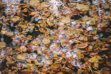 Autumn leaves in the lake