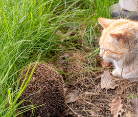 The cat is watching the hedgehog. Cat and hedgehog