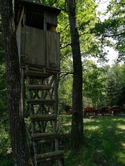 many BEANS-Houses  in forestground
