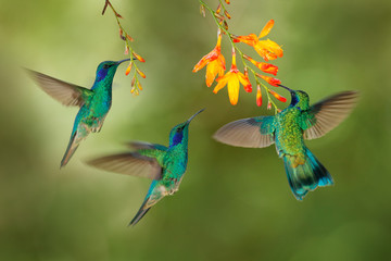 Hummingbird flight. Green Violet-ear, flock group shine birds. Colibri thalassinus, flying in the nature tropical wood habitat, red flower, Tapanti NP, Costa Rica. Wildlife scene from jungle. © ondrejprosicky